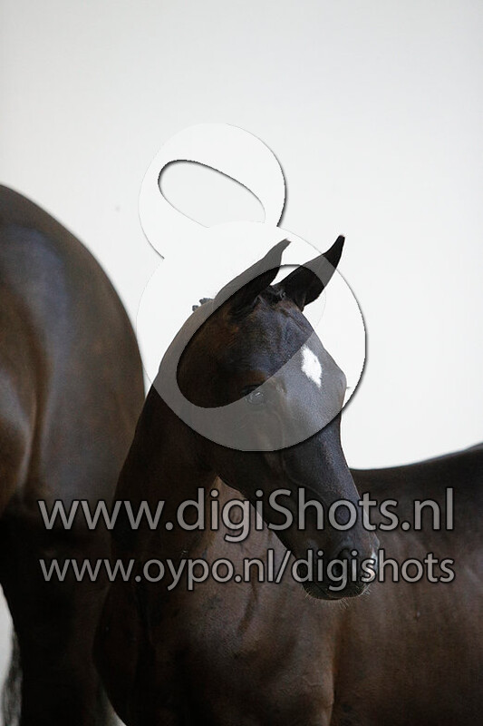 One Off Spring SS v. Totilas