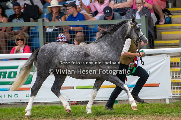 Tom & Sprightly Championship