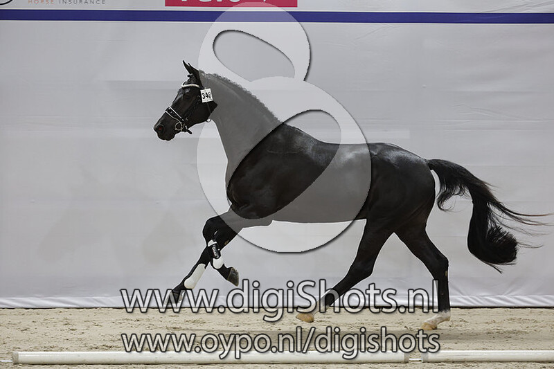 Othello van de Molenkouter v. Escamillo