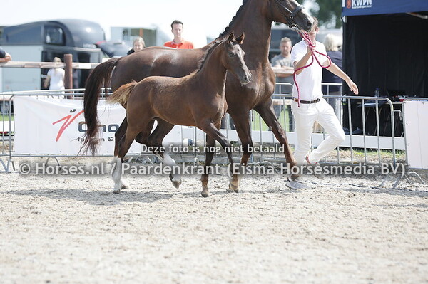 26 Stybba (Las Vegas x Lady-Toto v, Glock's Toto jr)