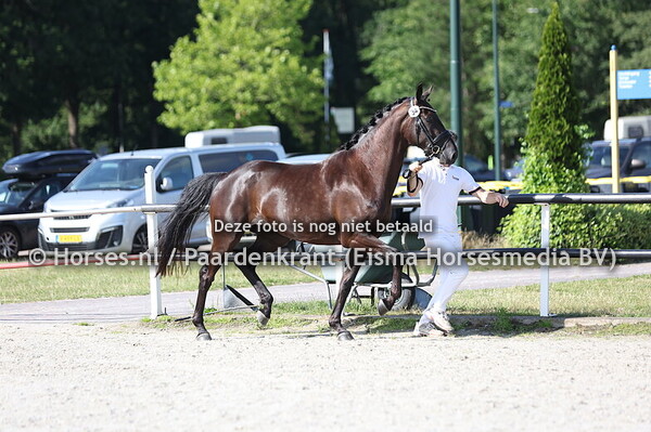 34 SJRONA T (BARTON VDL x GIRONA T V. CARLTON HILL VDL)