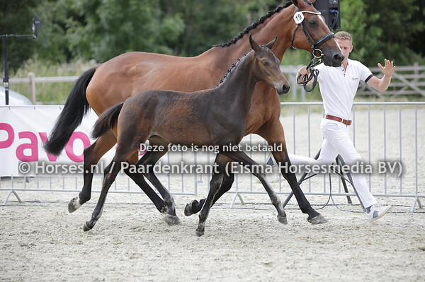 19 Sensie (Furstenball x Kensie Ballerina v. Governor)