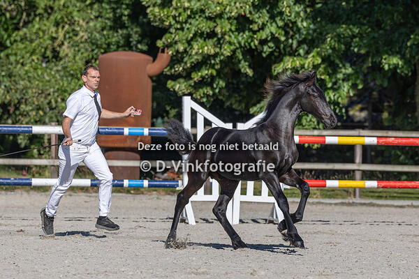 Rubriek 01 hengstveulens