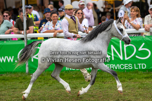 Section A Three Year Old Fillies