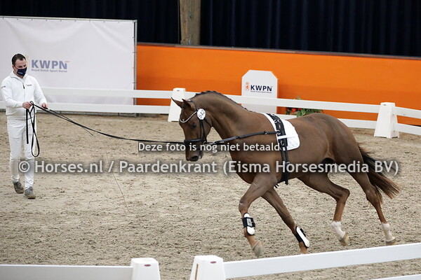 542 (Qunatensprung x Stedinger)