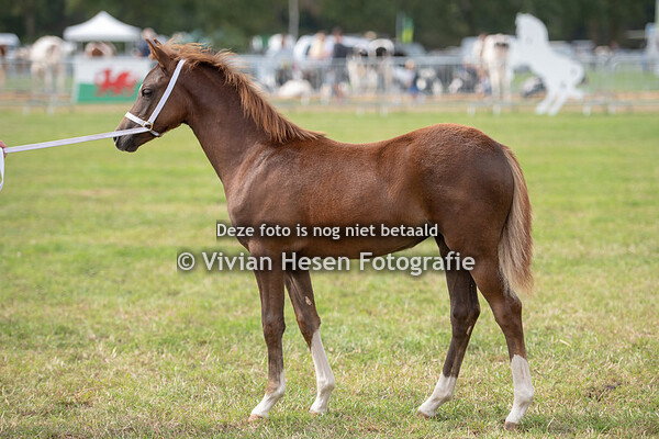 Nationale Show Welsh Belgium