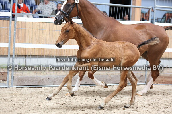 18 Votra Banda VDL (Baltic x Banda v.Argentinus)