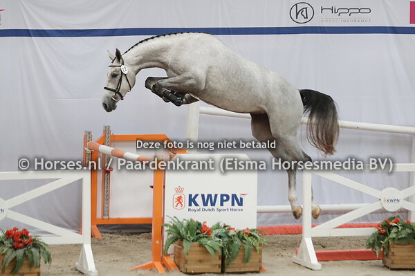 72 Oceane (Zirocco Blue x Kamille v. Comnme il faut)