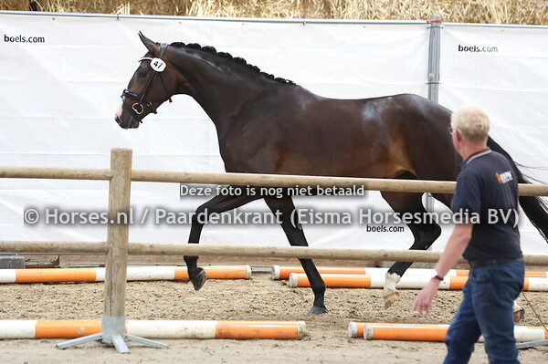 47 Sarah Sophiena (Fontaine x Sophie v. Metall)