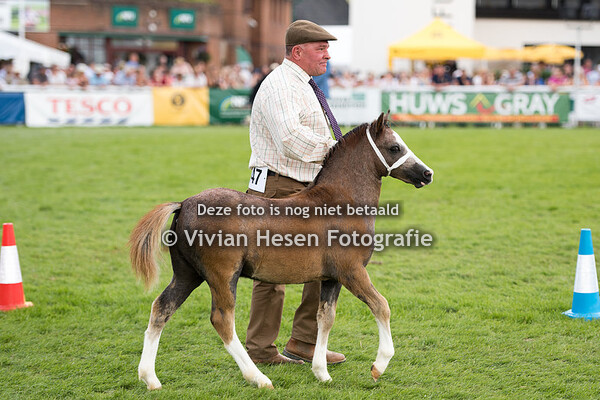 Fillies & Colt Foals Section A