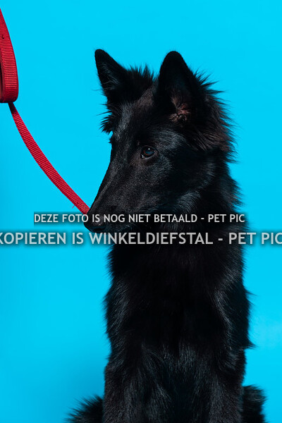 012 hond