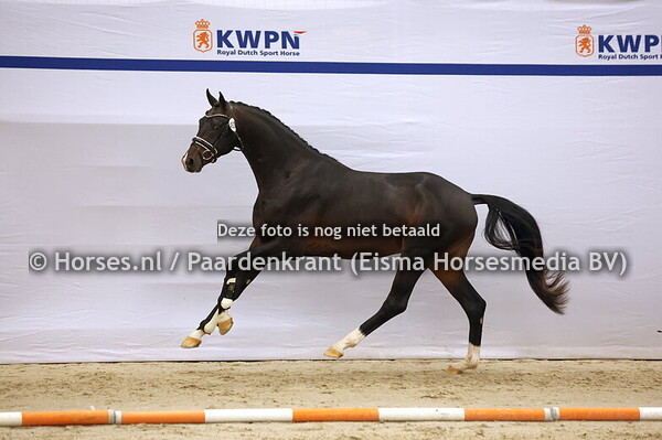 KWPN 1e bez 13 december dressuur middag 2024