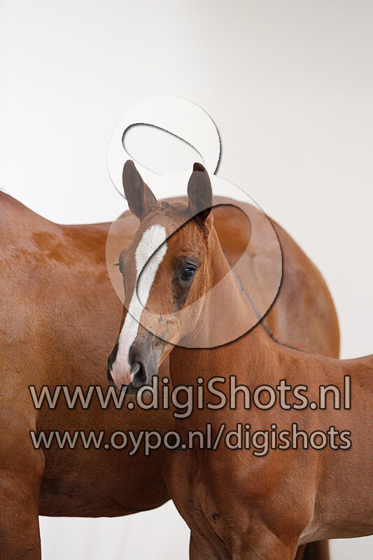 Something Special vd Zwartbleshoeve v. Echo van 't Spieveld