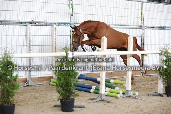 56 Skunk Anansie (Aganix du Seigneur x Merveille v. Brantzau VDL)