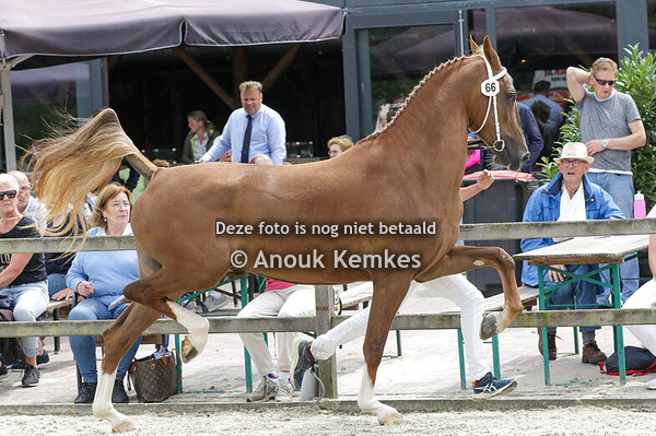 066 - RIMONE GSM LANCELOT X ATLEET J.T. SEINEN, PUNTHORST