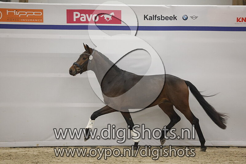 Vanderbilt v. Vaderland - 806