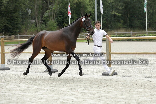 70 Olita WS (Fonatine TN x Solita v. Krack C) (1)