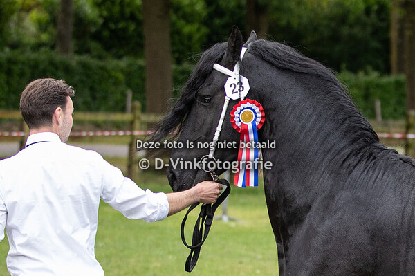 6. Veulenboekhengsten voor ster