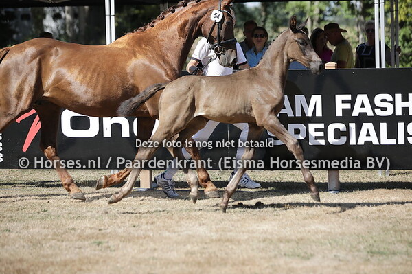 54 Safari (Number Two x Amazing Star)