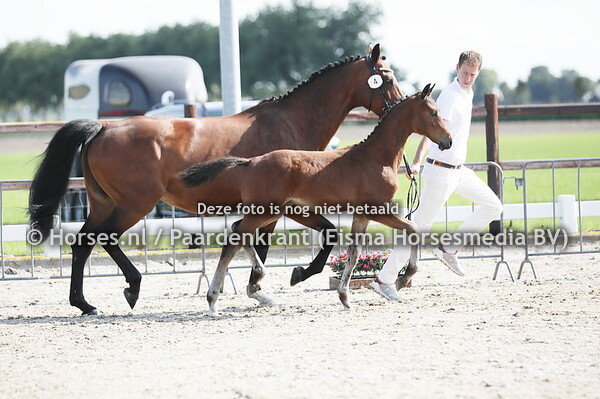 4 Skhamrock SP (Mans x Gradine v. Bustique)