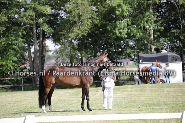 4 Nettetal van de Schimmelstal (Justice HL x Wondersteen v. Revenge)
