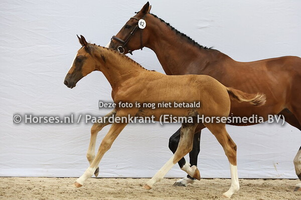 42 Vuresca (Cero Blue x Duresca v. Vaillant)