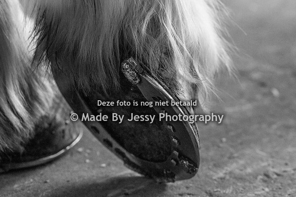 Equestrian Art Prints