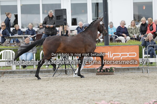 44 Levistrade VKH (Guardian x Bostrade v. Jazz)