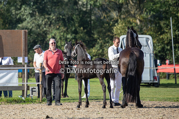 22. Binthe van de Lokven Hoeve
