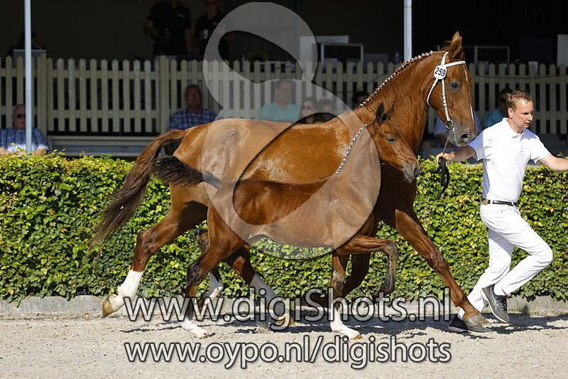 Texas VB v. Neon GSM