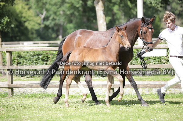 39 Schafrath van Amstel (Taminiau x Japhira v. Zardando)