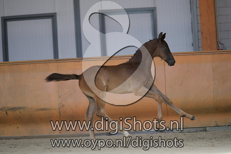 Orlandus II v. Jerveaux