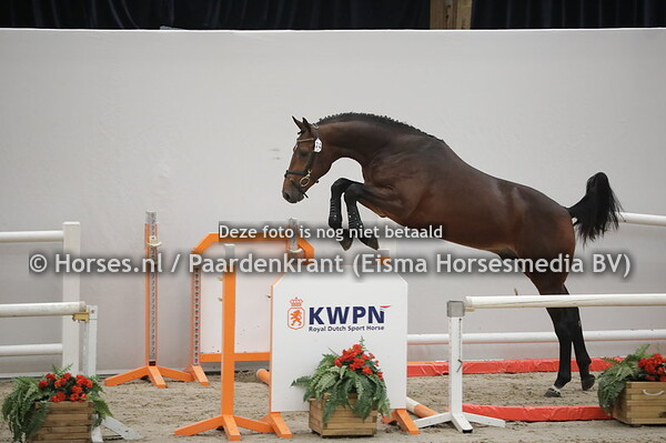 74  Dakota EH Z (Ducati van Schuttershof x Joloma v. Numero Uno)