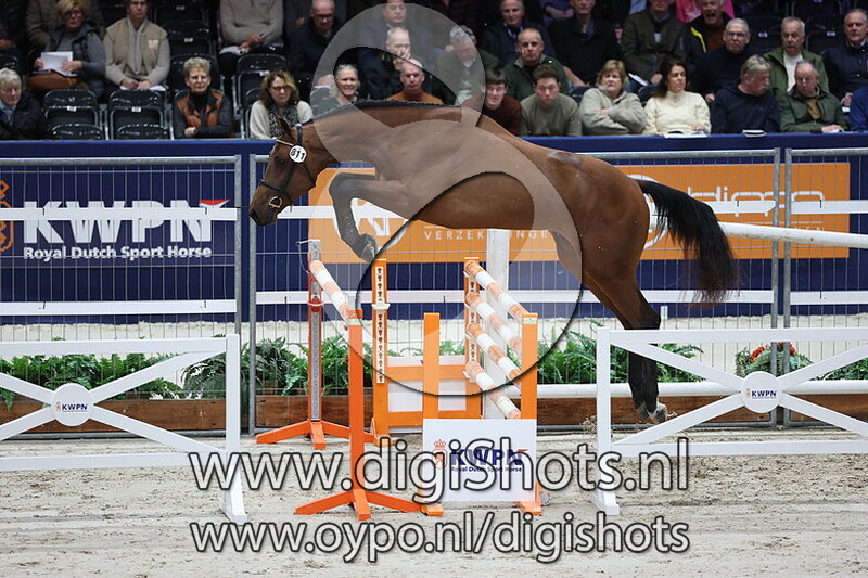 Wacko Jacko JW v. Chacco Blue