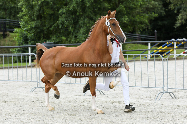 Ricoletta ( Maximiano x Eebert )