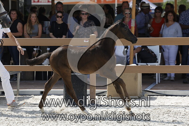 The Kings Man Bek v. Opoque