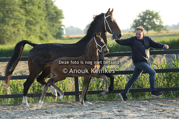 Union GSM ( Neon GSM x Heres GSM )