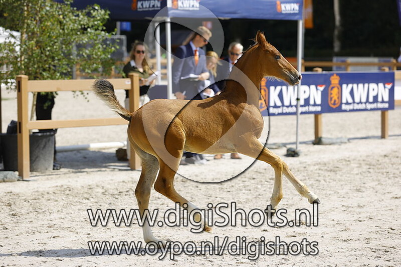 Tripple MC v. Alexandro P