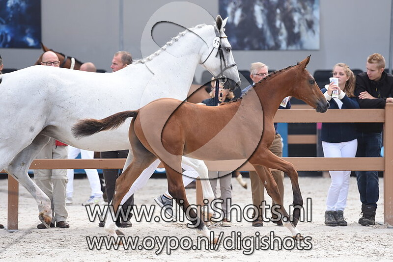 Napapijri v. Ducati van Schuttershof