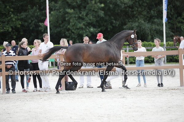 50 Ojatendrie VDL (Cohinoor VDL x Jatendrie v. Cardento)