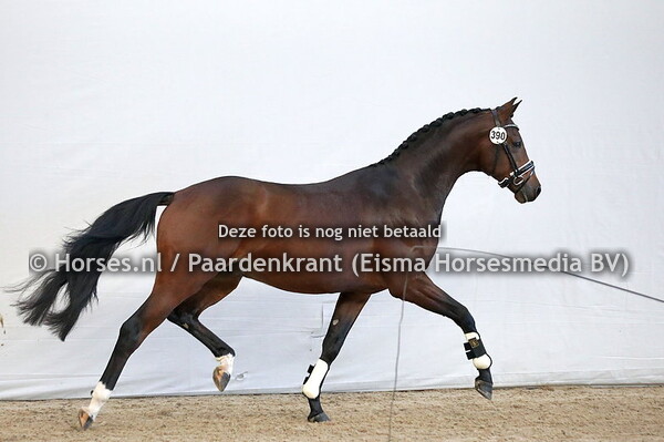 390  Oxbow-Pomona (For Romance x Kaitlyn-Pomona v. Vivaldi)