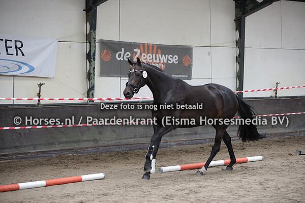 71 Jilucienne (Sir Donnerhall x Tilucienne v. Houston)