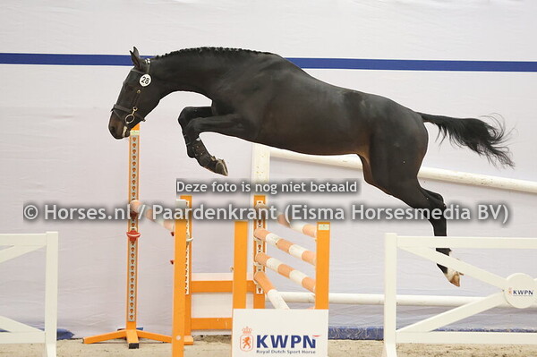 28 (Chaccothage Blue PS x La Vida Z)