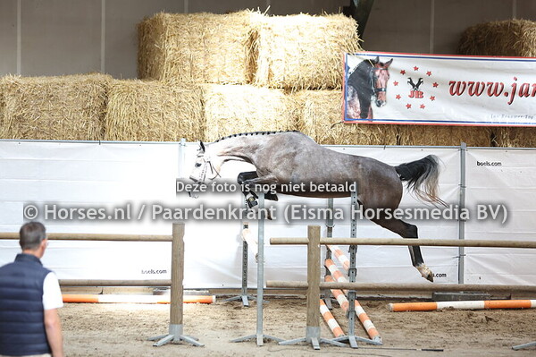 22 Scarlett TW (Contagio Z x Anoniem v. Favoritas xx)