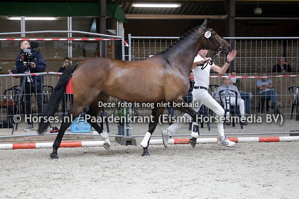 166 Golden Queen (Charmeur x Zwyrintha v. tenerife)