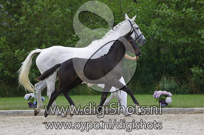 Painted Black x Negro