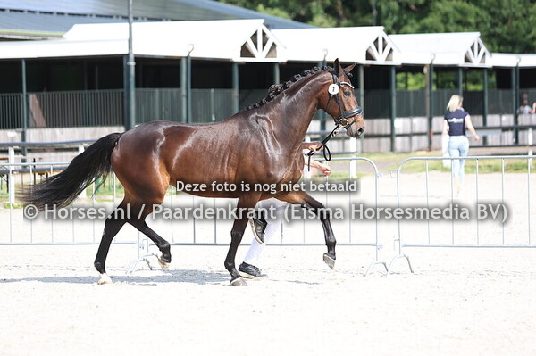 1 SELANCÔME JC (LORD LEATHERDALE x LANCOME JC) (1)