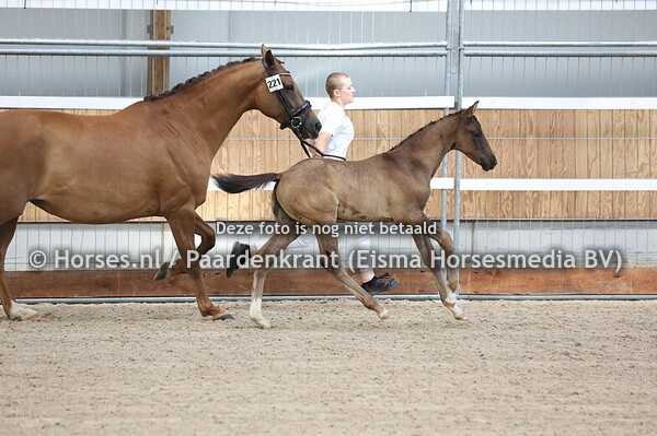 221 Vigneto (Pina Colada x Mocca H v. Dream Boy)