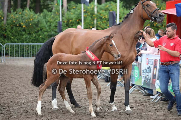 Finalisten hengstenveulens springen