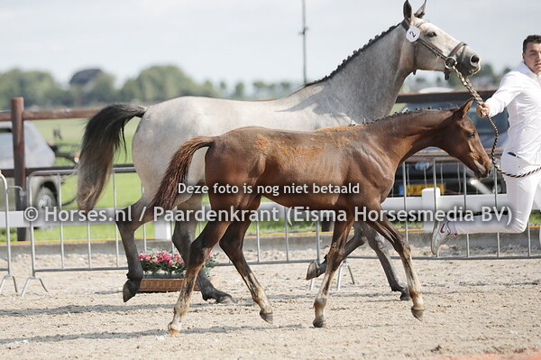 2 Sniper JB (Cohinoor VDL x Nanou Fybata v. Zirocco Blue)